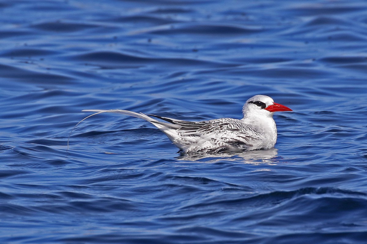 Red-billed Tropicbird - ML356618211