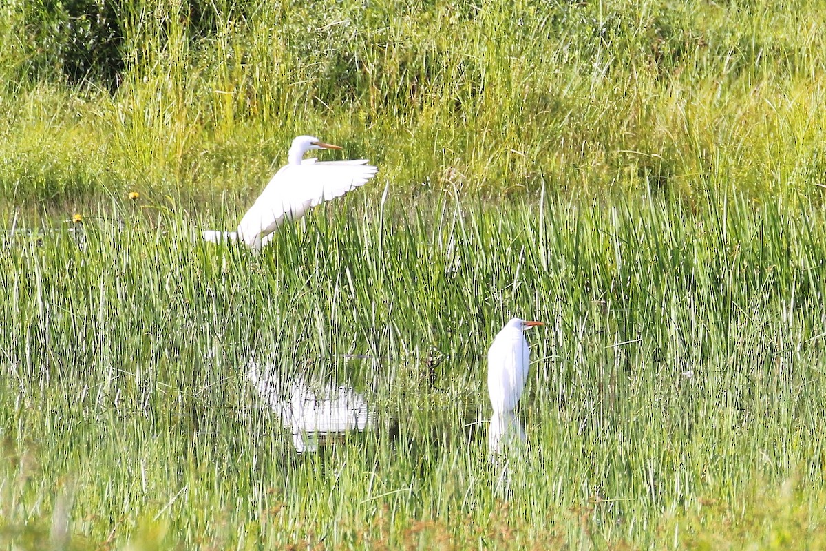 Great Egret - ML356618421