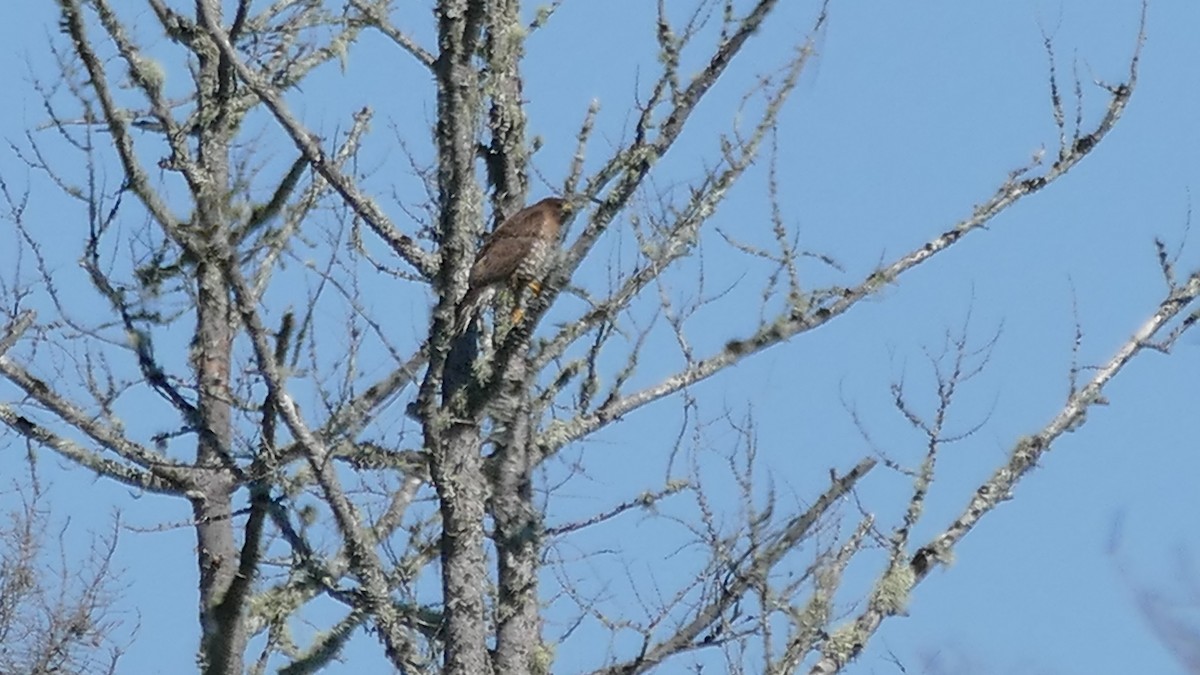 Broad-winged Hawk - ML356619581