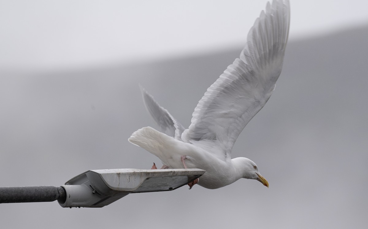 racek šedý - ML356621301