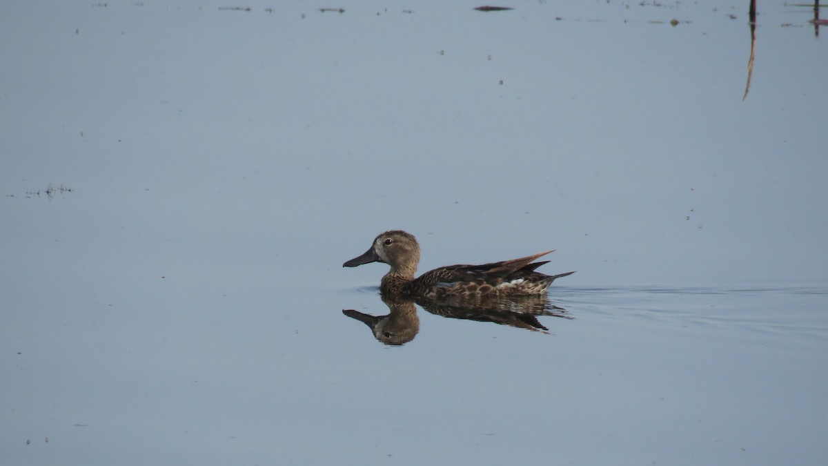 Blue-winged Teal - ML356621621