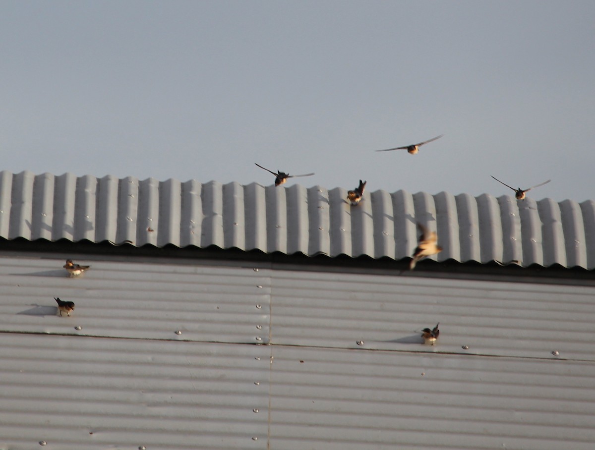 Barn Swallow - ML35662181