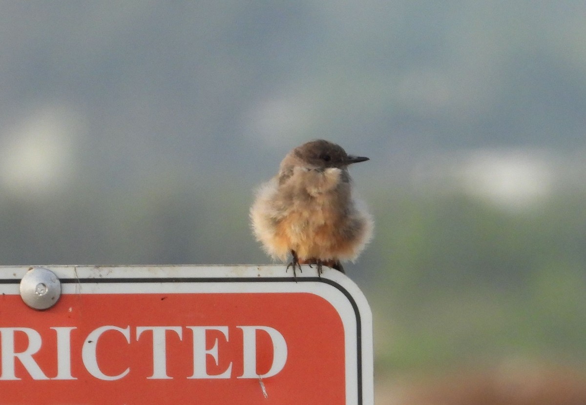 Say's Phoebe - ML356622041