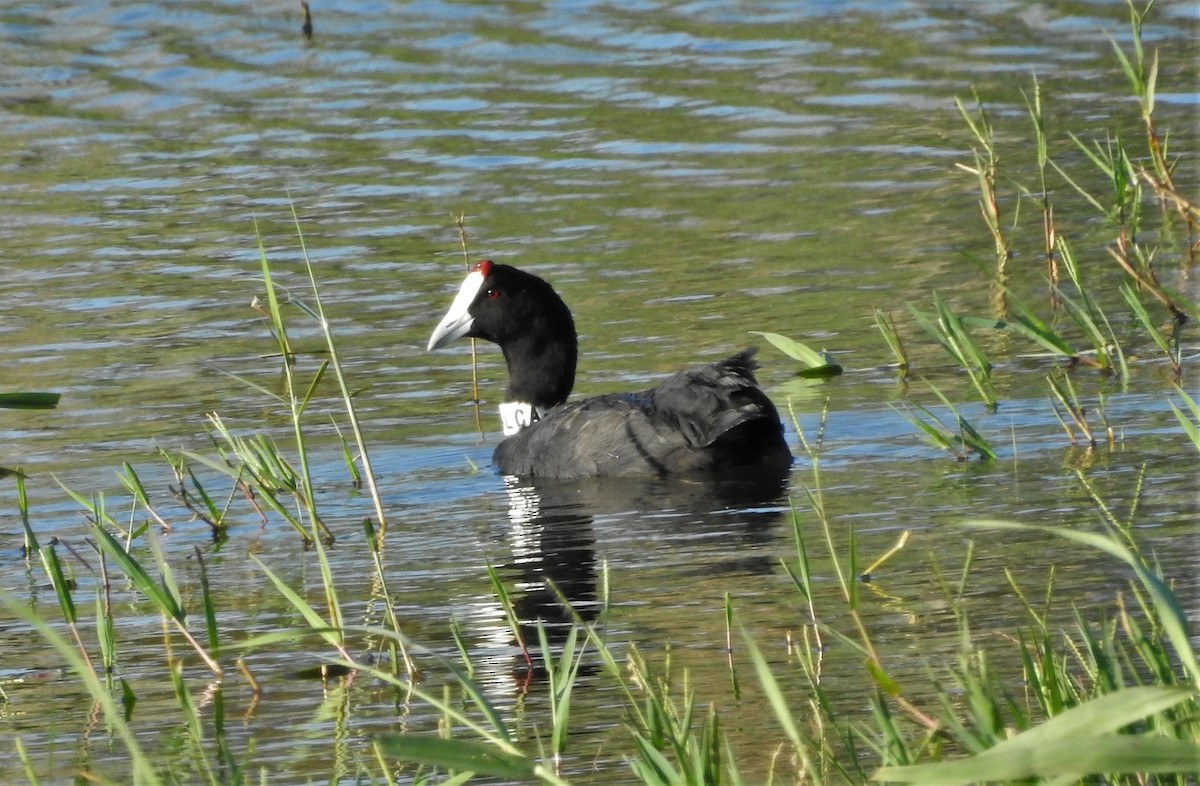 Red-knobbed Coot - ML356623291