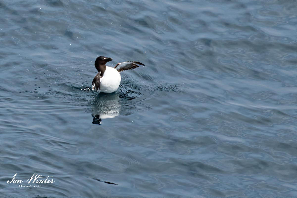 Razorbill - ML356623541