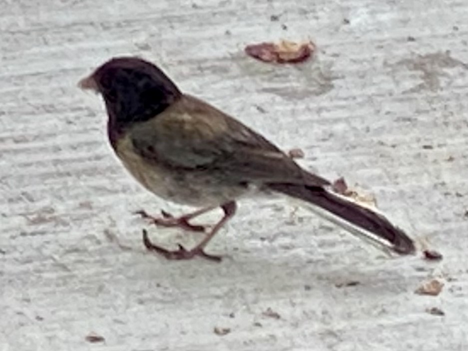 Dark-eyed Junco - ML356624701