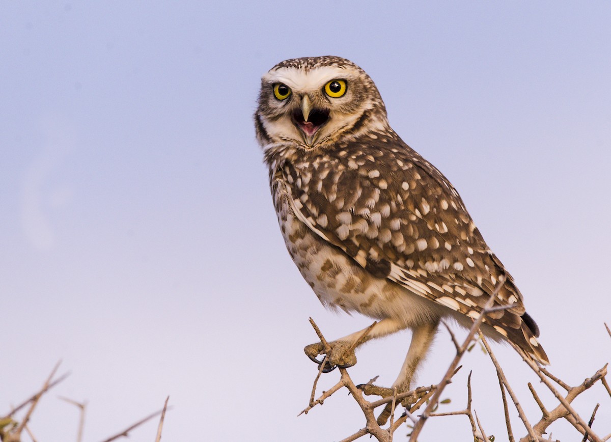 Burrowing Owl - ML356625651