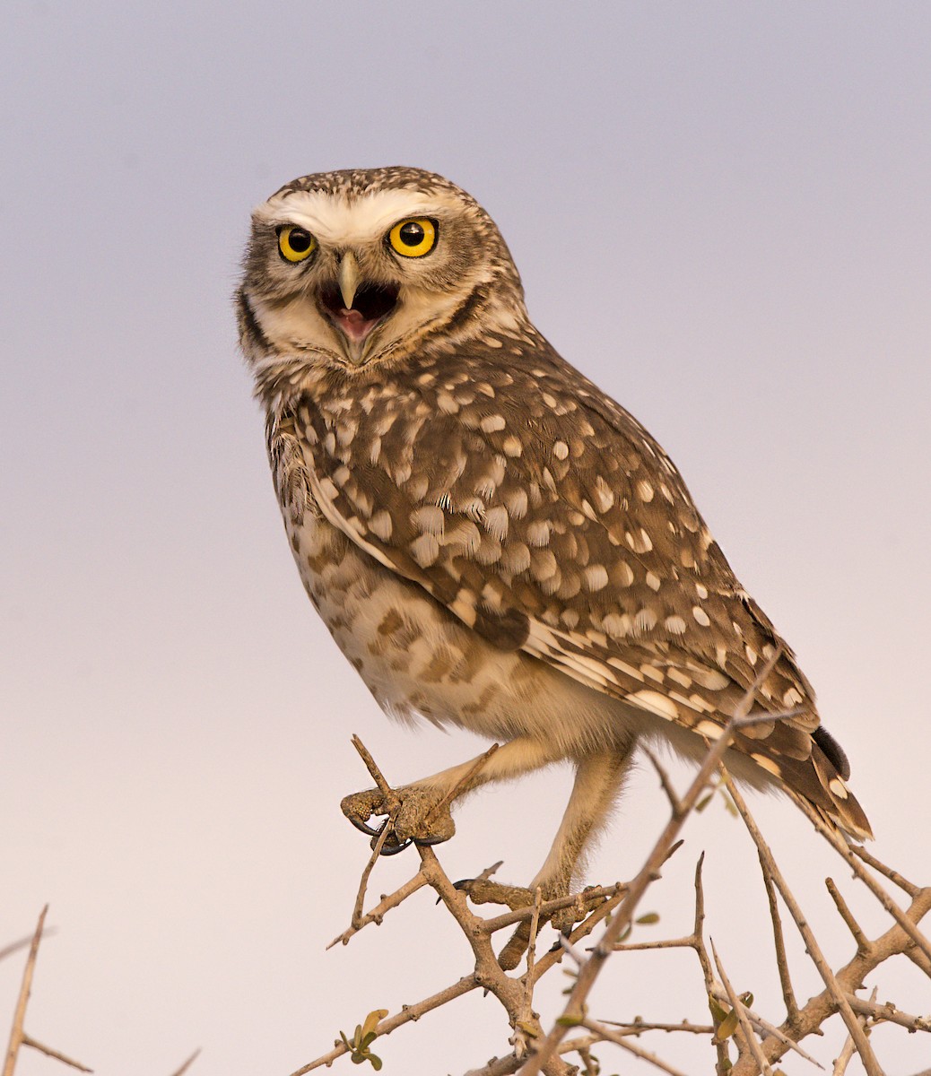 Burrowing Owl - ML356625811