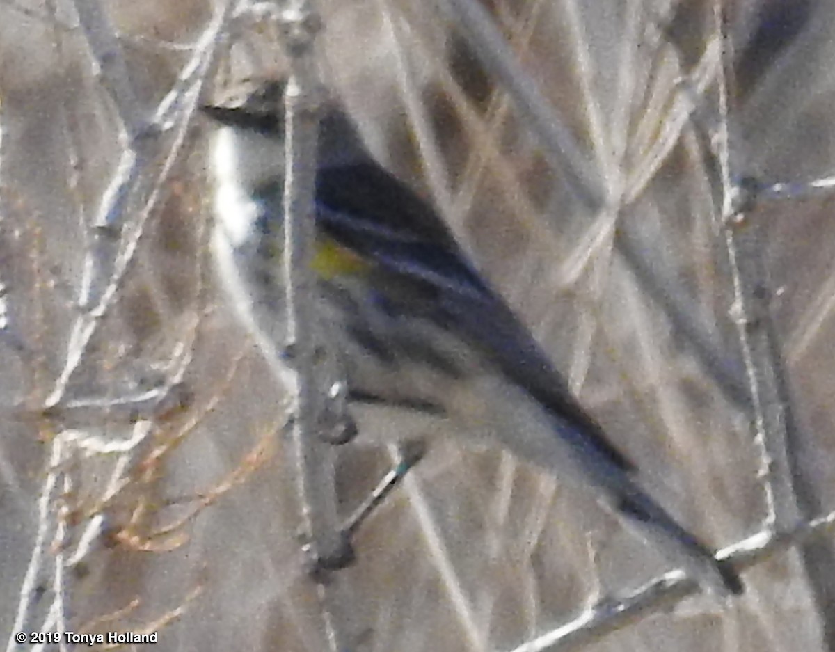 Yellow-rumped Warbler (Myrtle) - ML356625861