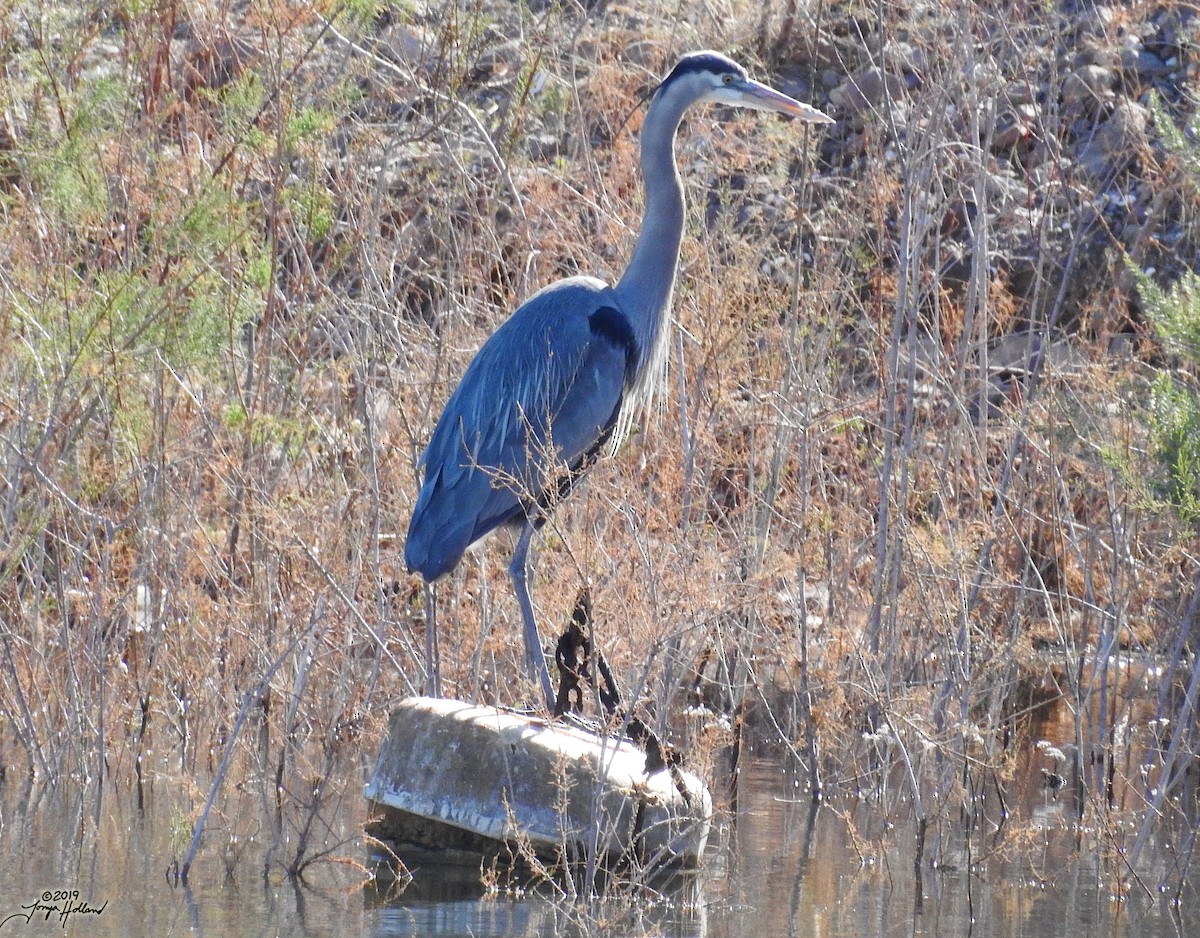 Great Blue Heron (Great Blue) - ML356625871