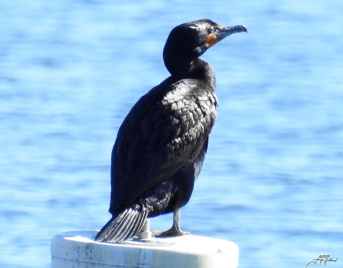 Double-crested Cormorant - ML356626251