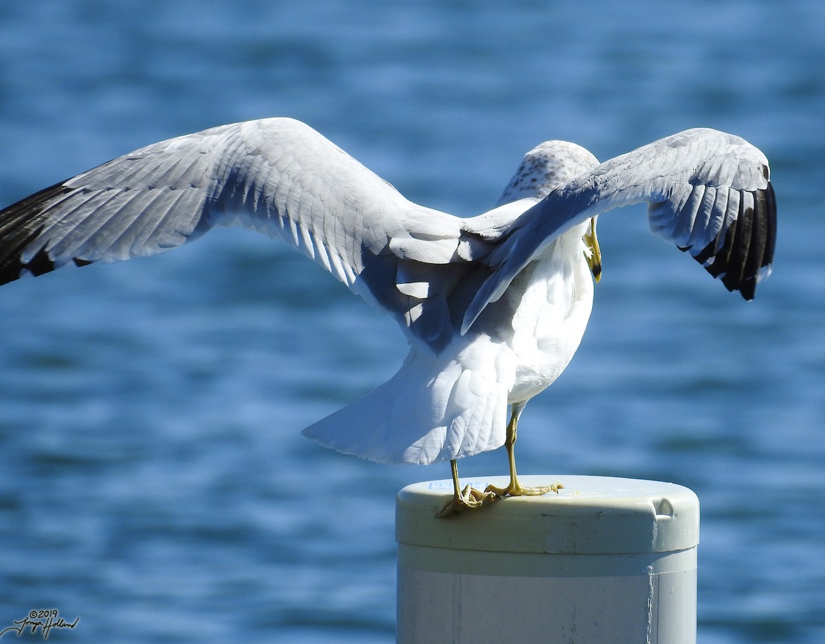 Ring-billed Gull - ML356626501