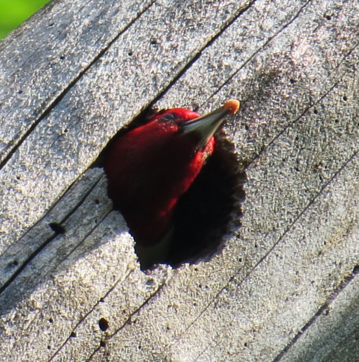 Red-headed Woodpecker - ML356627171