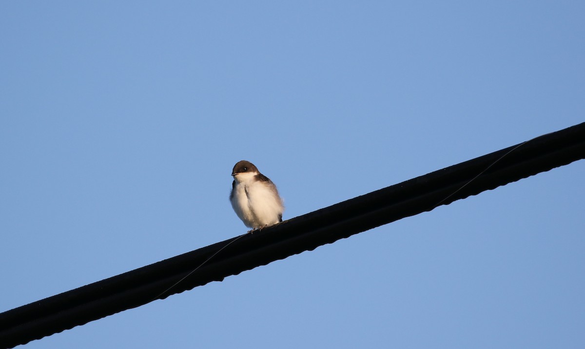 Golondrina Bicolor - ML356627231