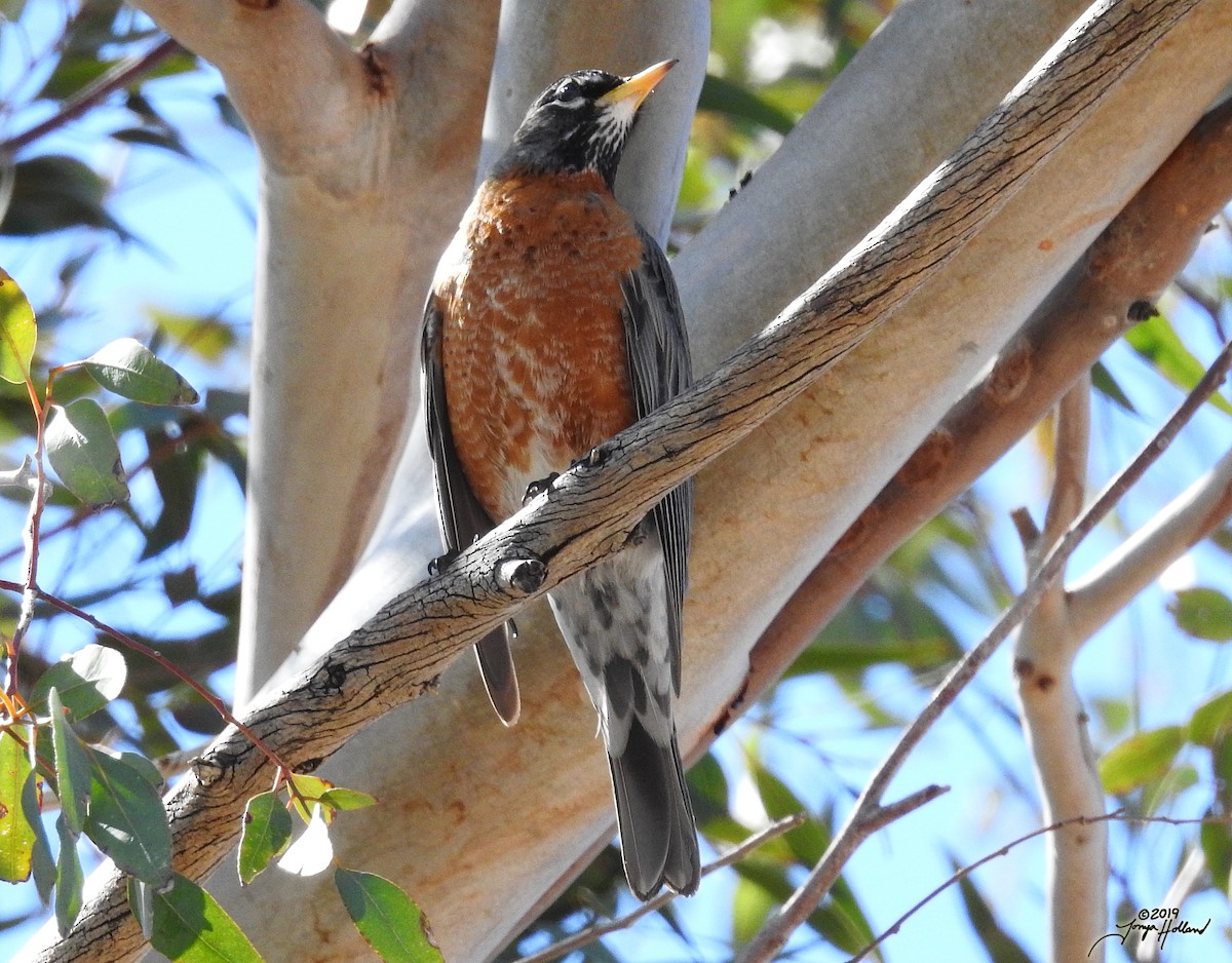 American Robin - ML356627681