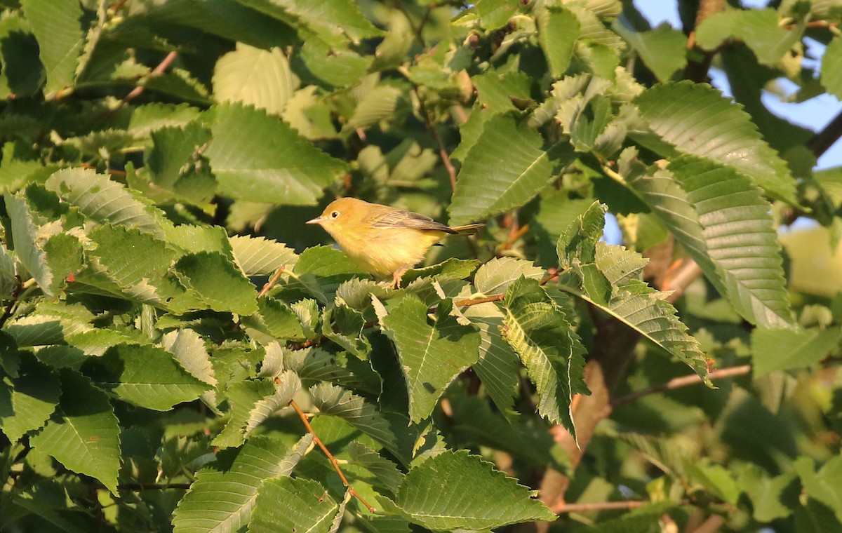 Yellow Warbler - Kyle Gage