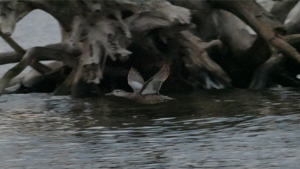 Blue-winged Teal - ML356627931