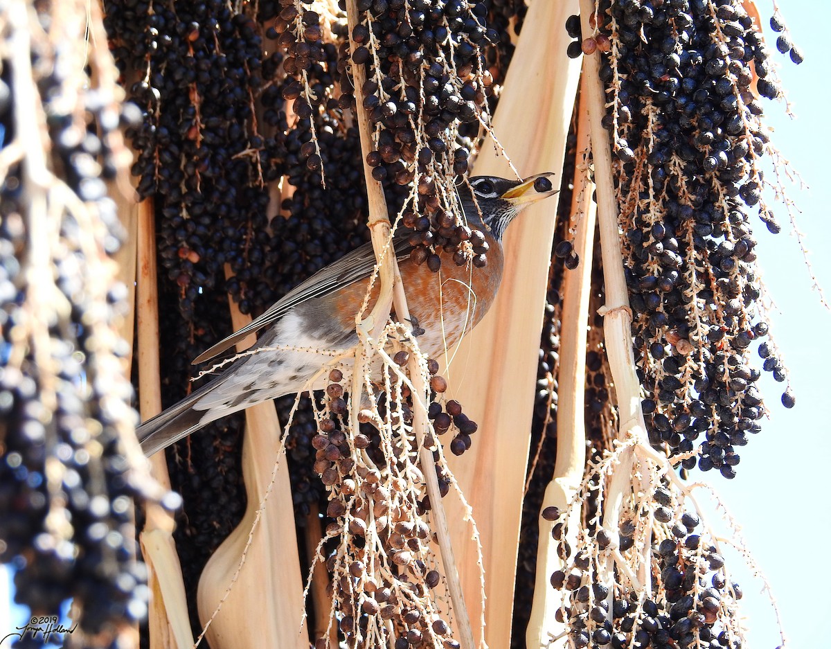 Дрізд мандрівний - ML356628171