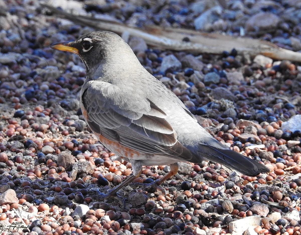 Дрізд мандрівний - ML356628331