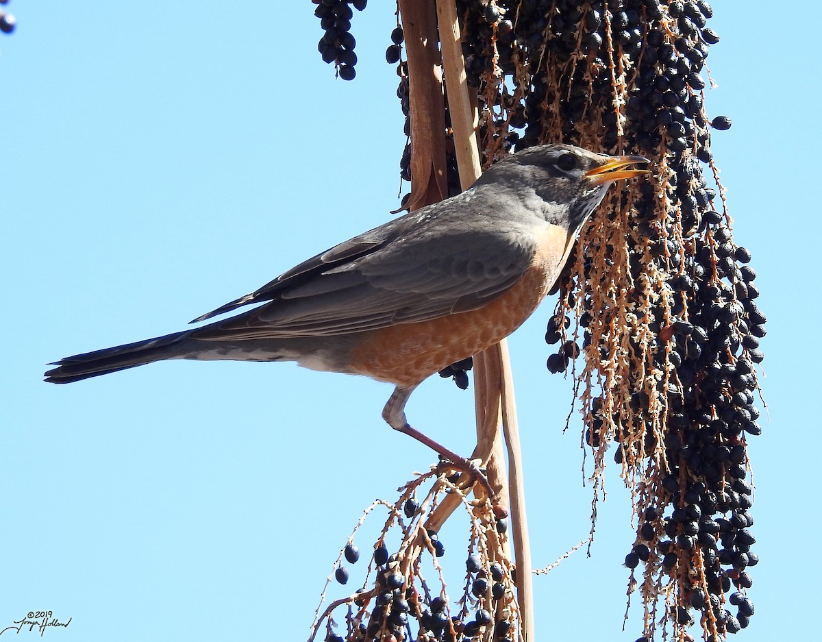 Дрізд мандрівний - ML356628971