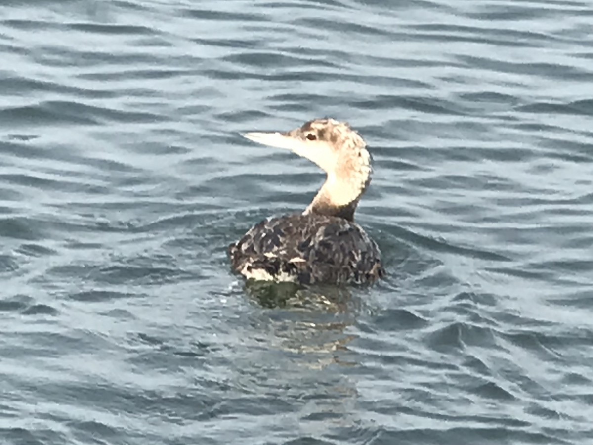 Common Loon - ML356631691