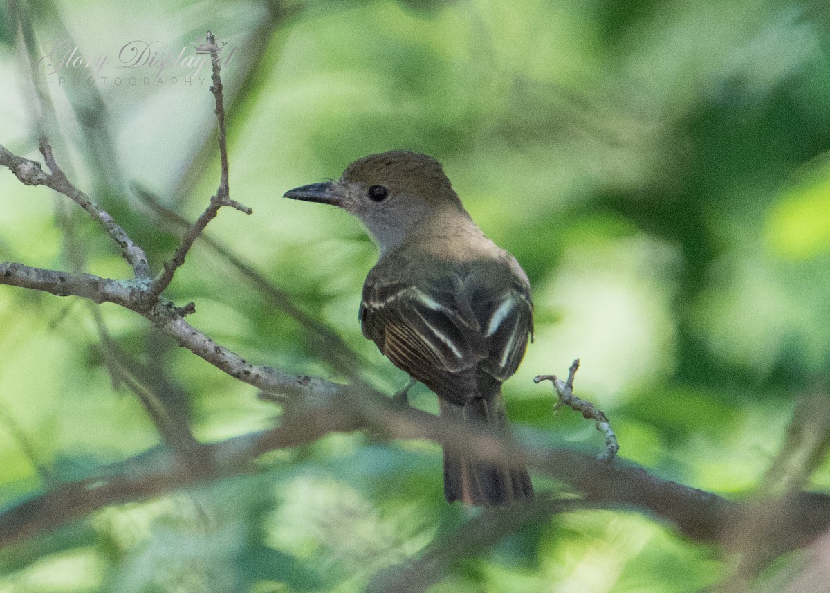 Great Crested Flycatcher - ML356632511