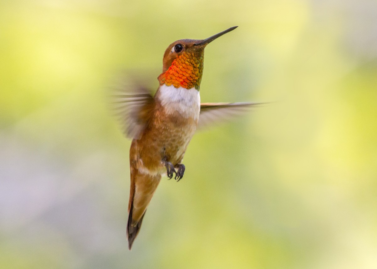 Rufous Hummingbird - ML356632881