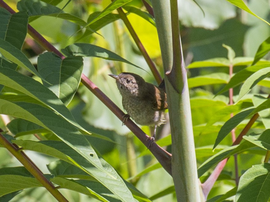 Northern House Wren - ML356633541