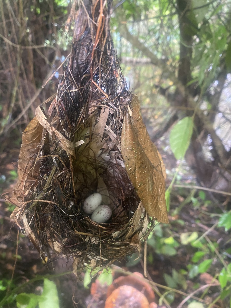 ML356635441 - Dusky Antbird - Macaulay Library