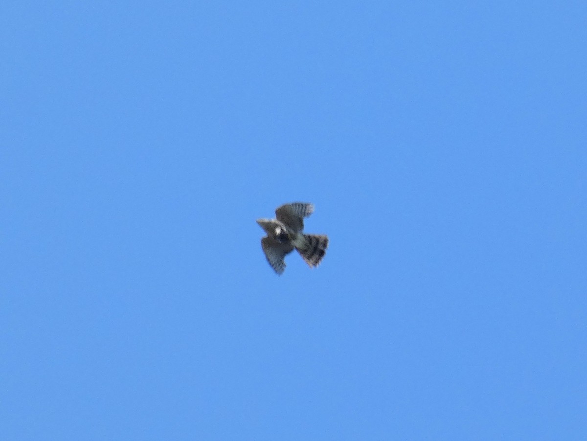 Sharp-shinned Hawk - Tania Mohacsi