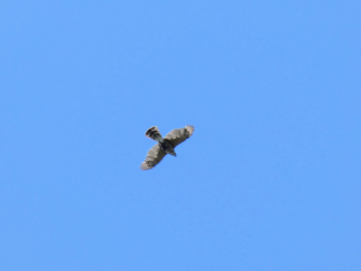 Sharp-shinned Hawk - ML356635481