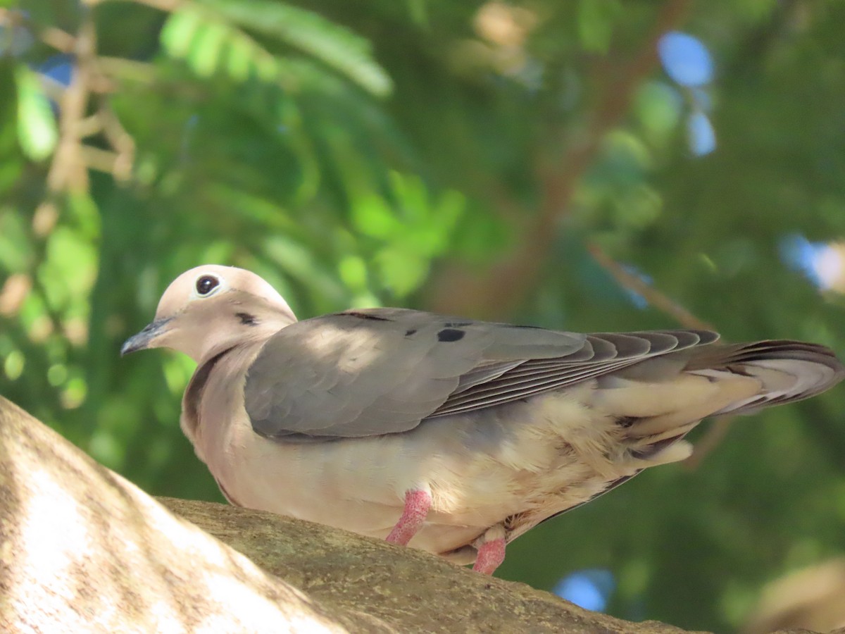 Eared Dove - Mark Salvidge