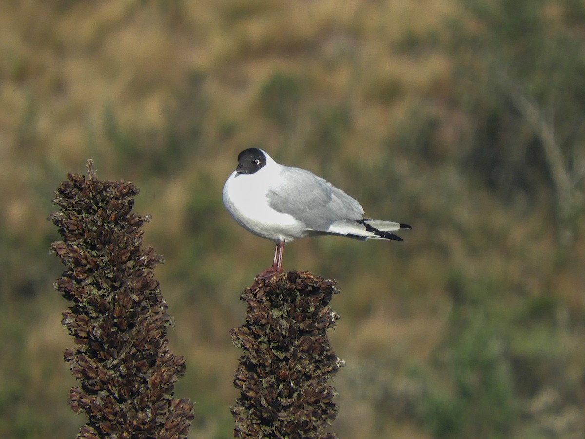 Andean Gull - ML356637341
