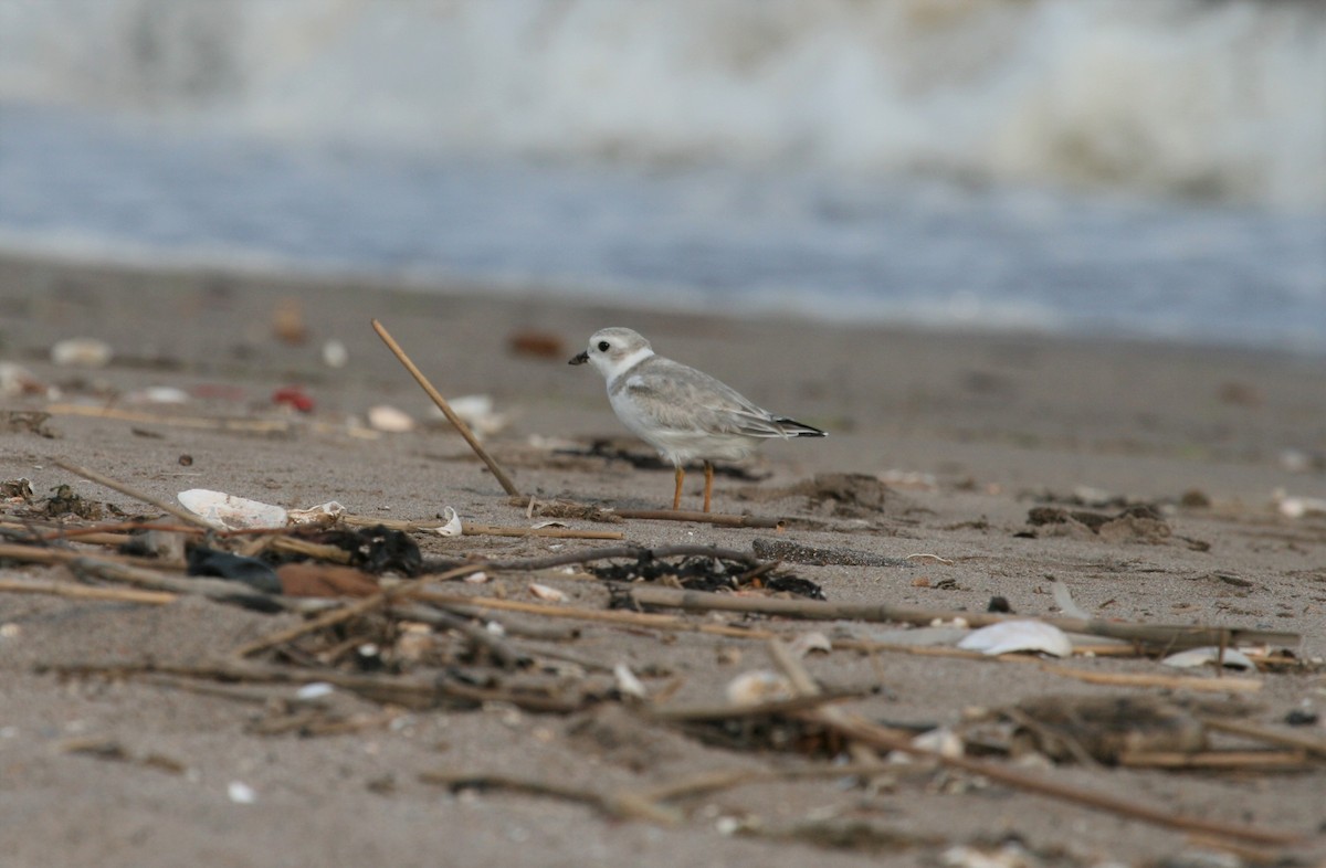 Piping Plover - ML356637831
