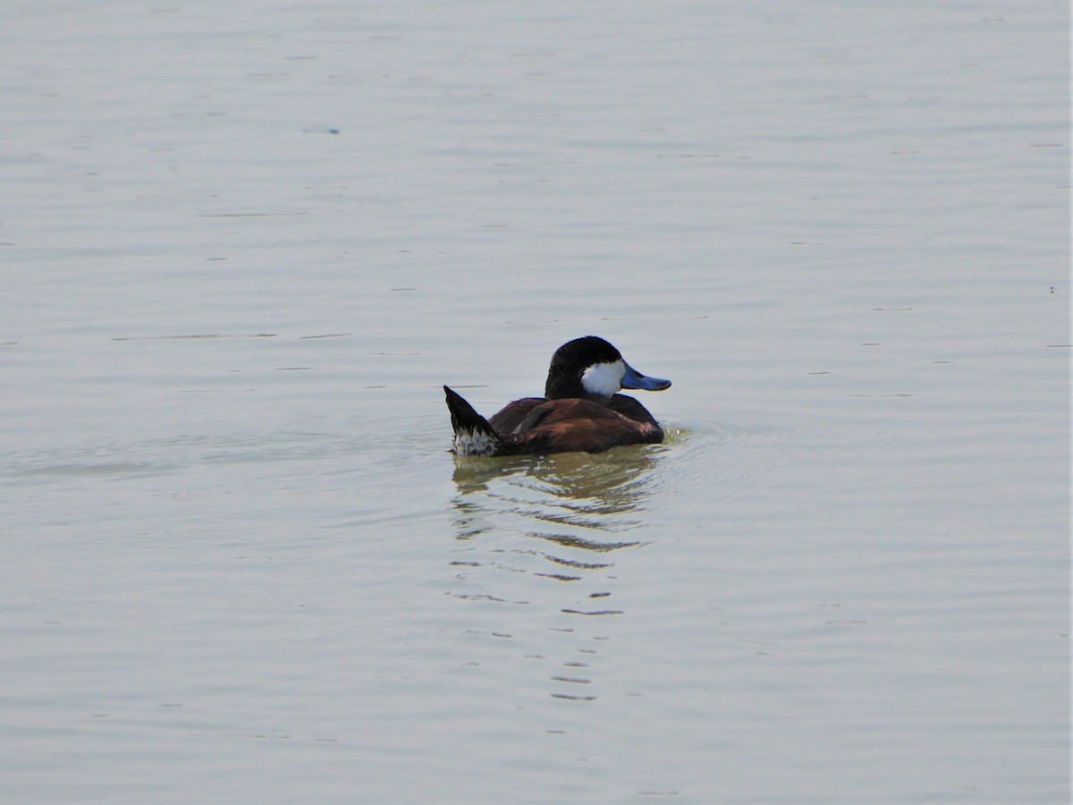 Ruddy Duck - ML356640041