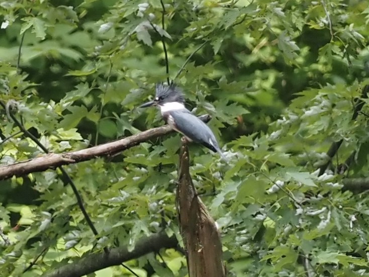 Belted Kingfisher - ML356640471