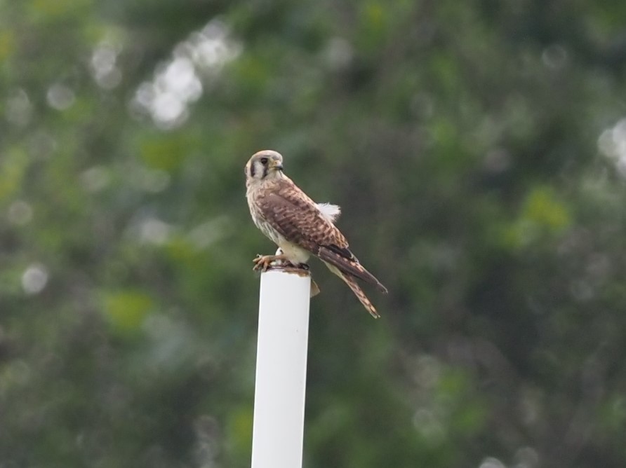 American Kestrel - ML356640481