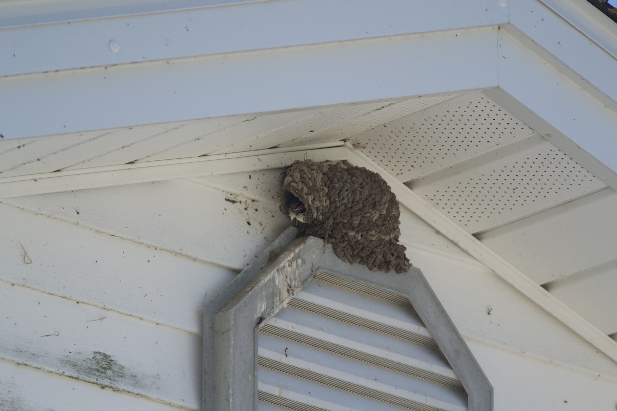 Cliff Swallow - ML356641281