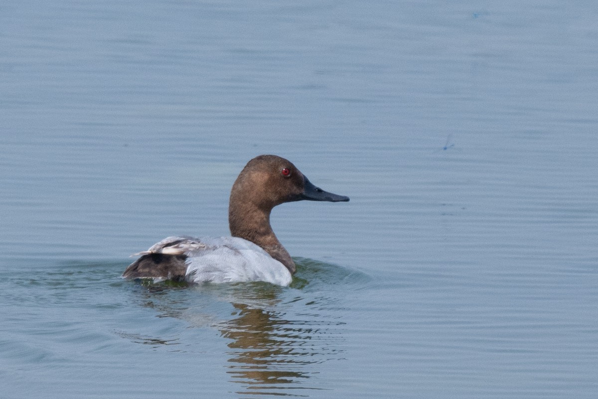 kanvasand - ML356641621