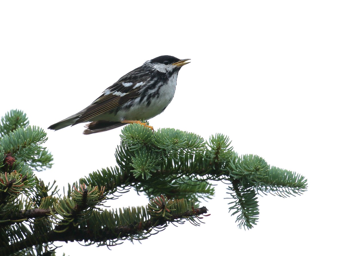 Blackpoll Warbler - ML356642181