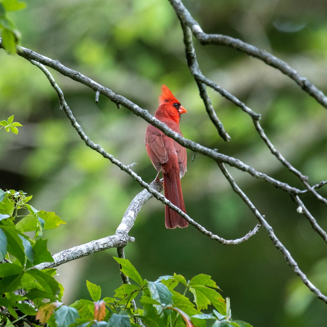 Cardenal Norteño - ML356642281