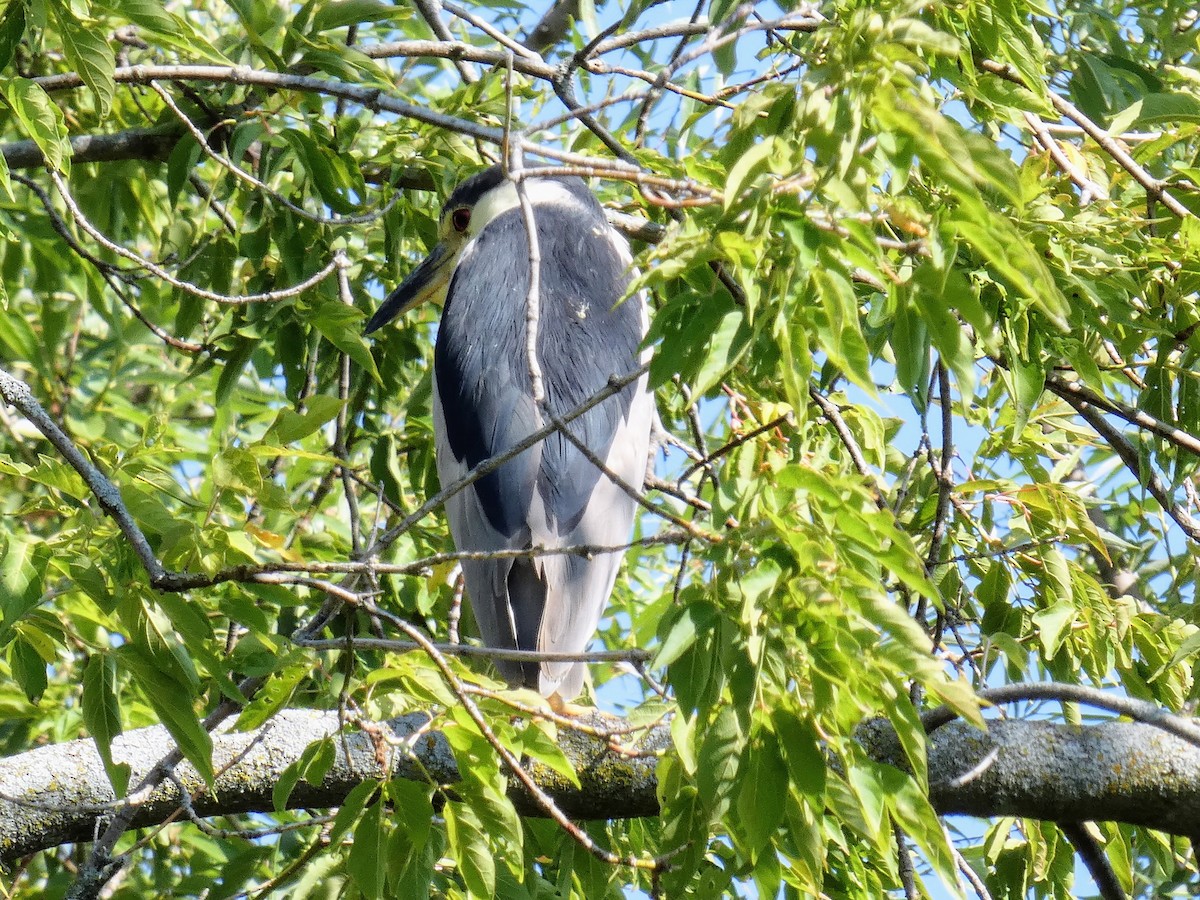 Black-crowned Night Heron - Tania Mohacsi