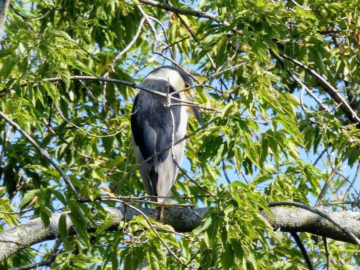 Black-crowned Night Heron - ML356642471