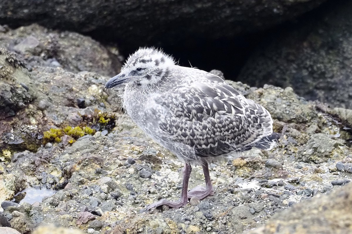 Western Gull - Donna Pomeroy