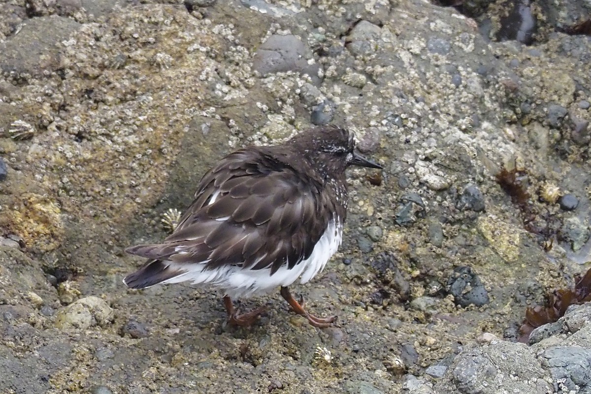 Black Turnstone - ML356643521