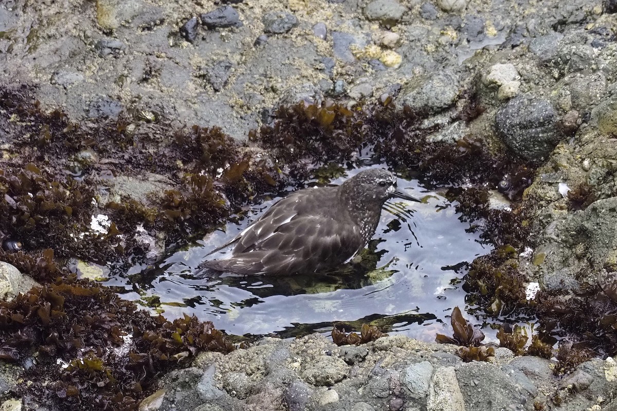 Black Turnstone - ML356643561