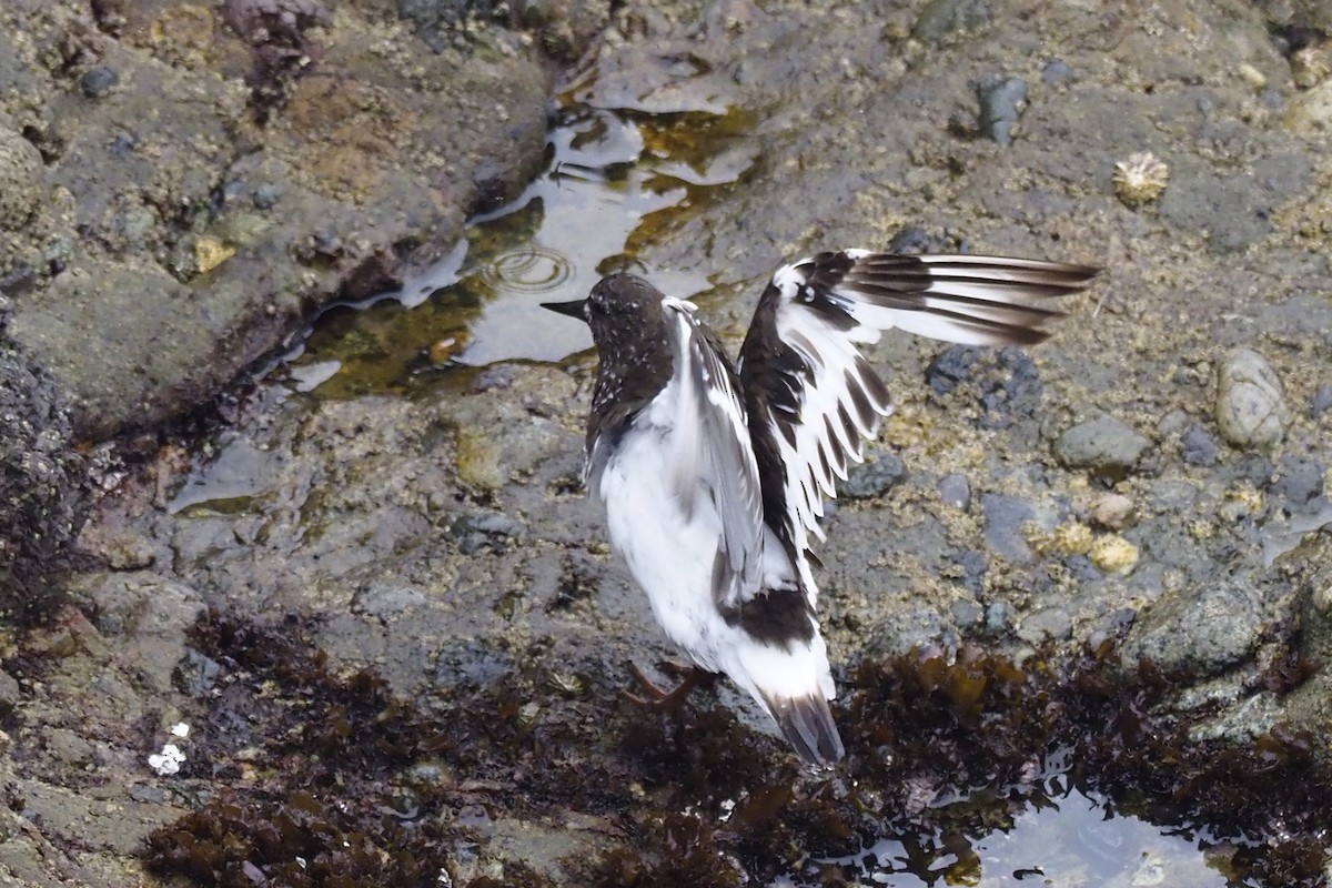 Black Turnstone - ML356643581