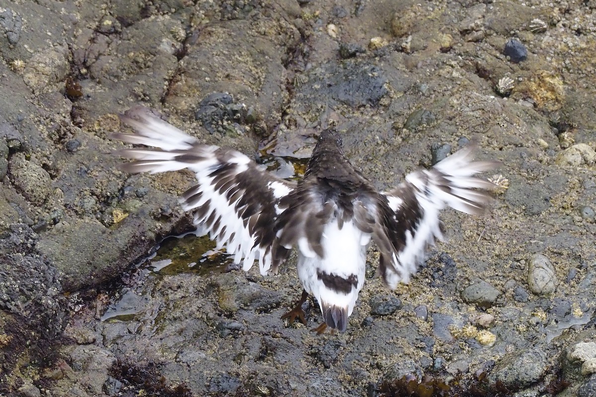 Black Turnstone - Donna Pomeroy