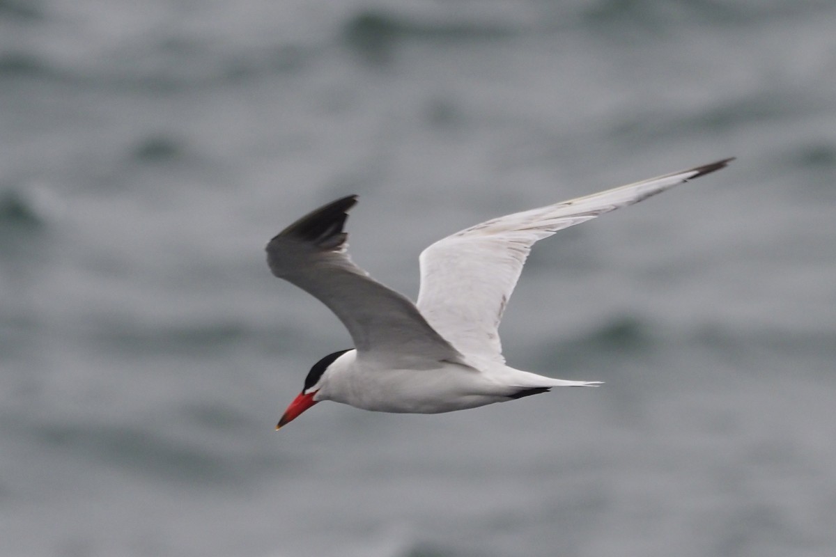 Caspian Tern - ML356643761