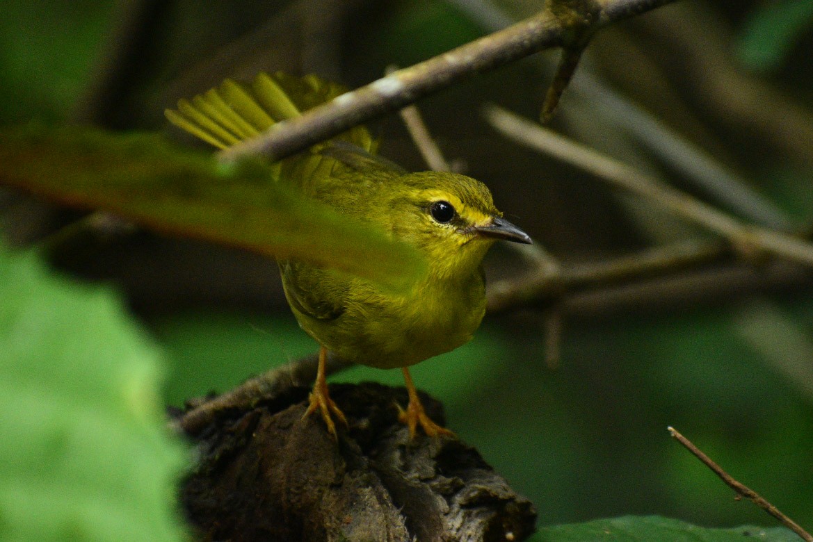 Flavescent Warbler - Daniel Flores